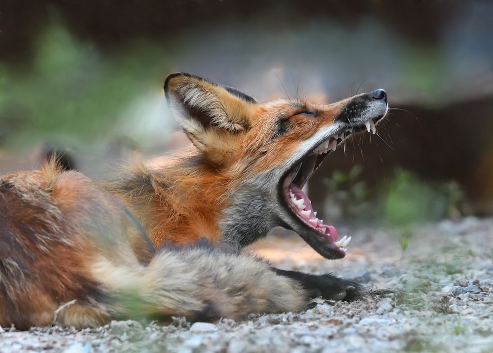 a red fox yawns while laying on the ground