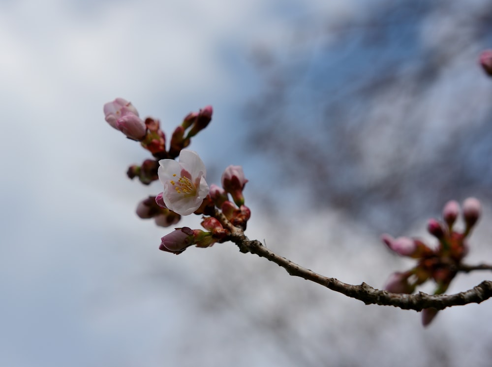 a close up of a flower on a tree branch