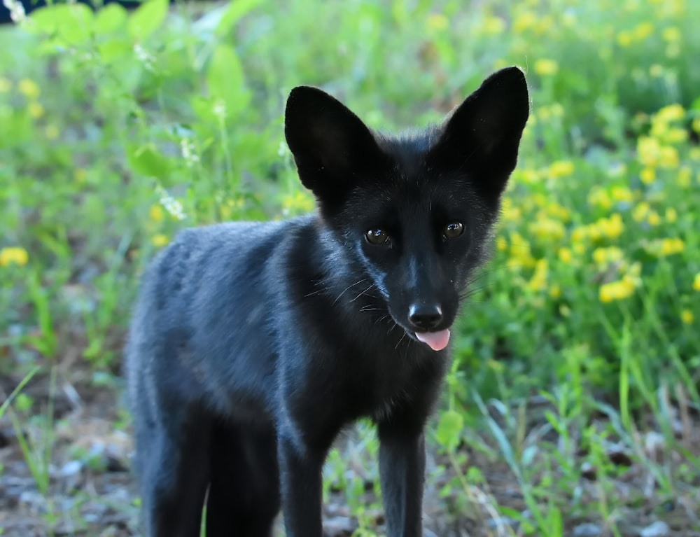 a small black dog standing in the grass