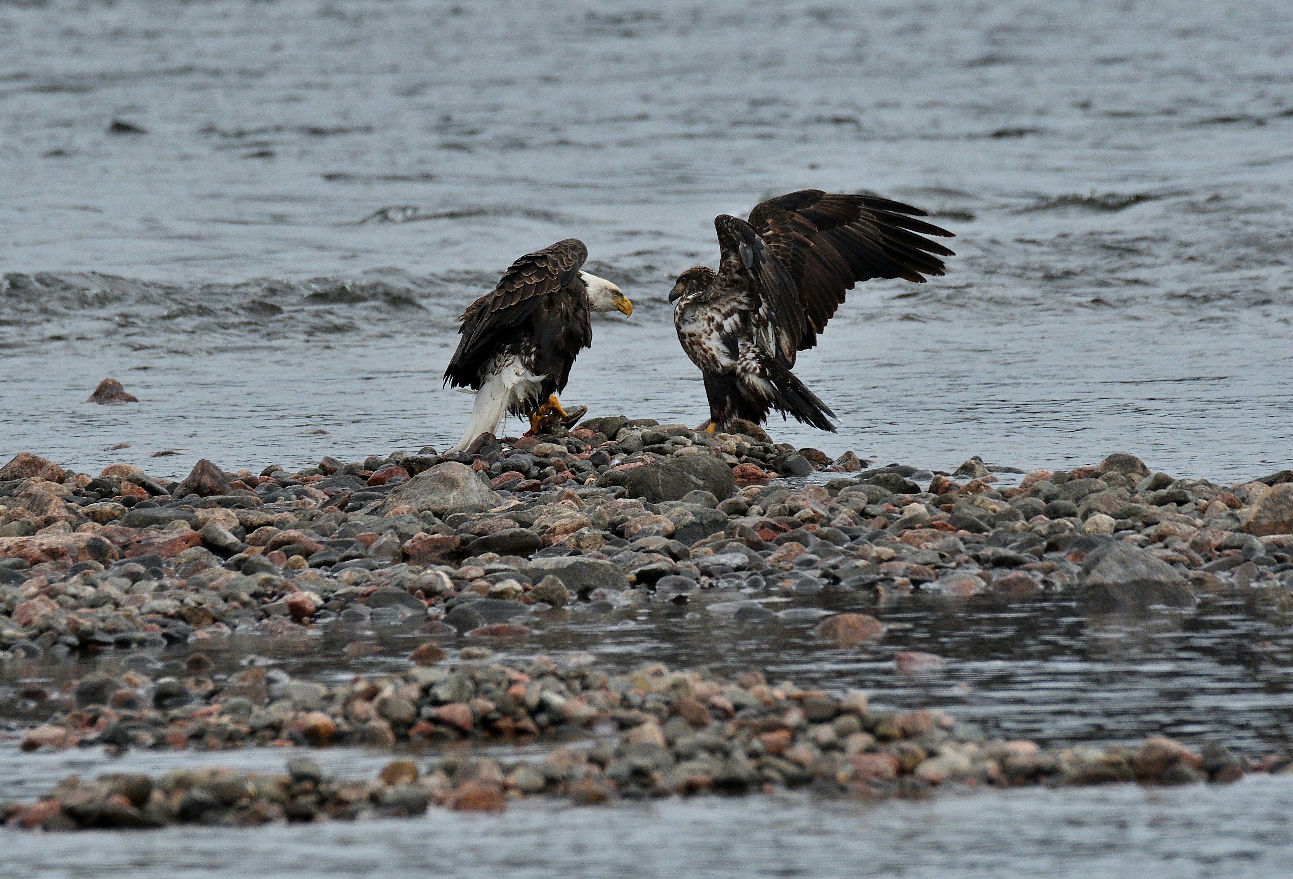 Eagle Brothers: A Fanfare for Four More Episodes