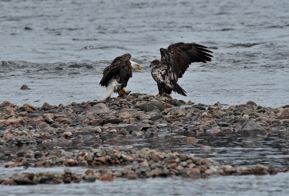 two large birds standing on top of a rocky beach