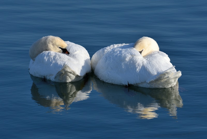a couple of white swans floating on top of a lake