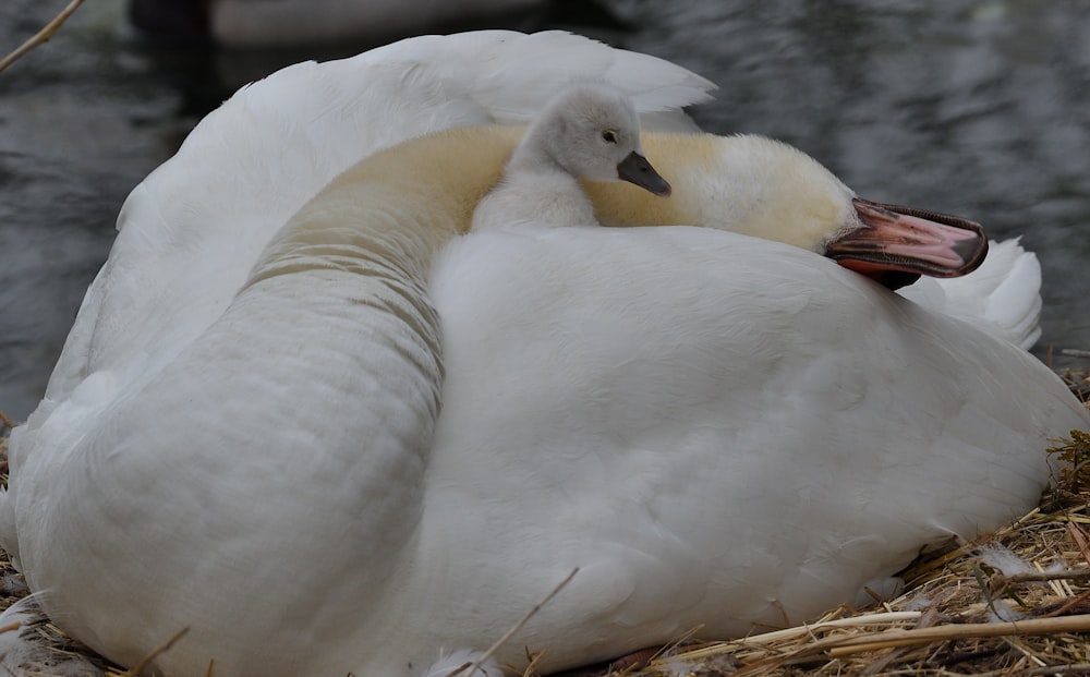 a couple of white birds sitting on top of a nest