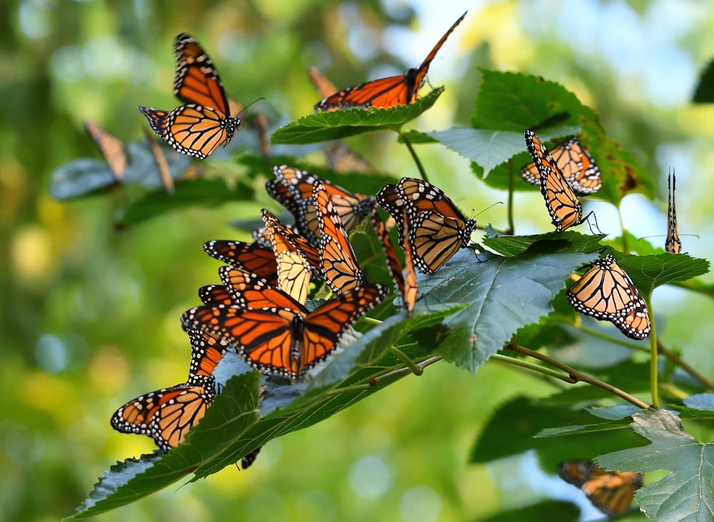 a bunch of butterflies that are on a leaf