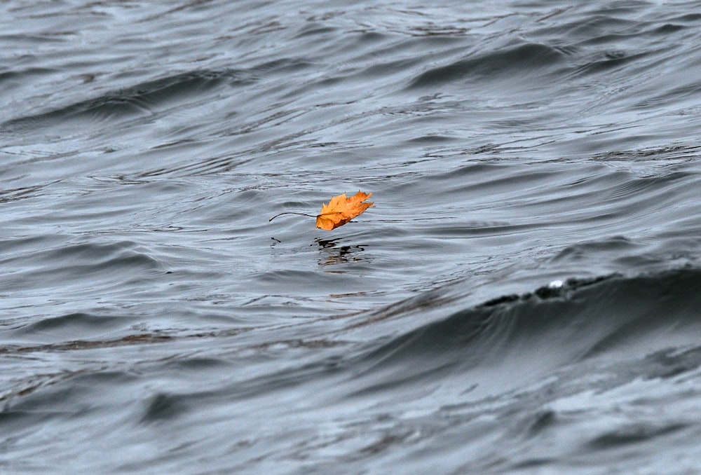 a leaf floating on top of a body of water