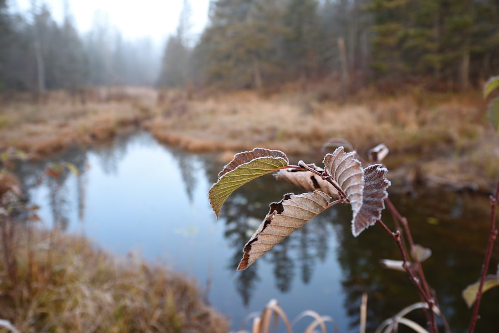 a small pond surrounded by trees and grass