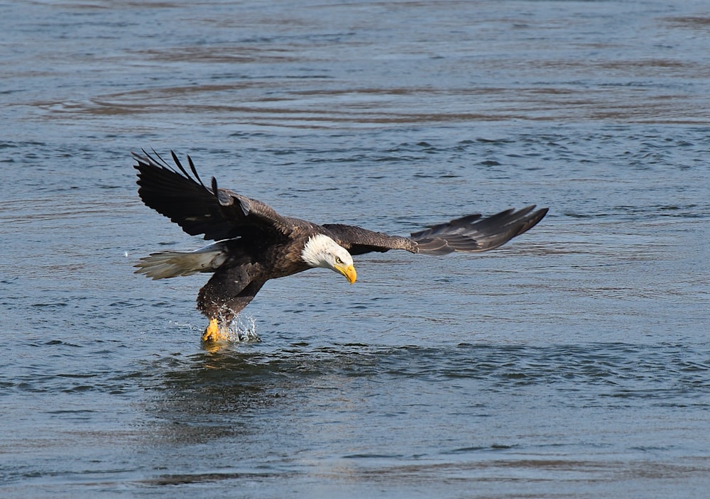 a bald eagle flying over a body of water