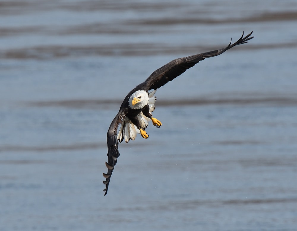 a bald eagle flying over a body of water