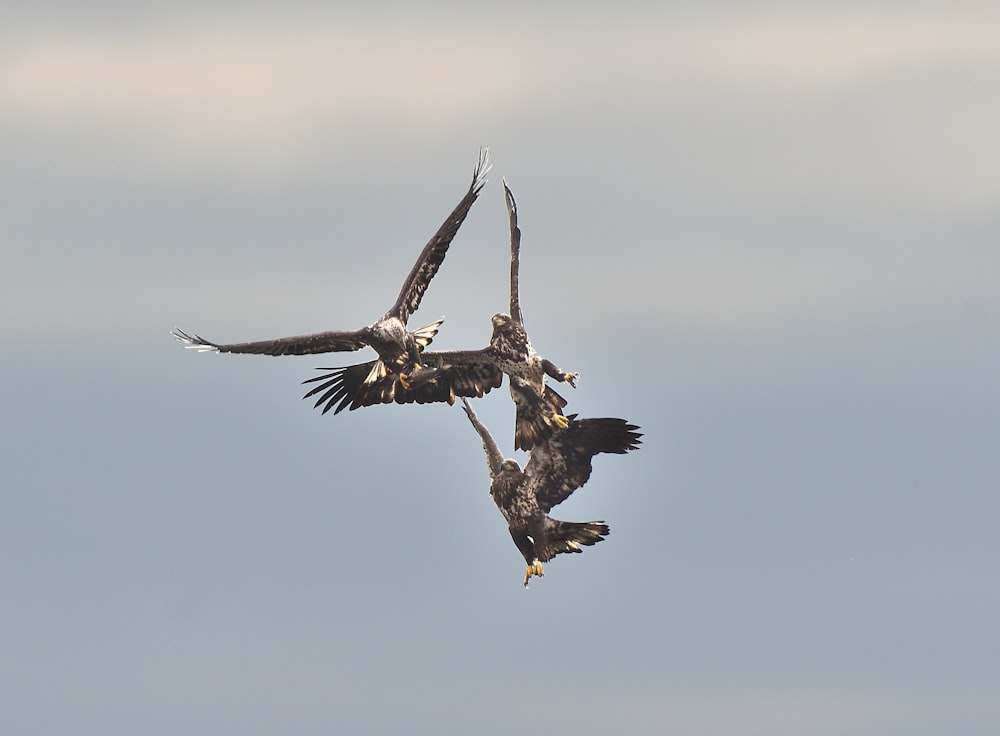 two large birds flying in the sky together