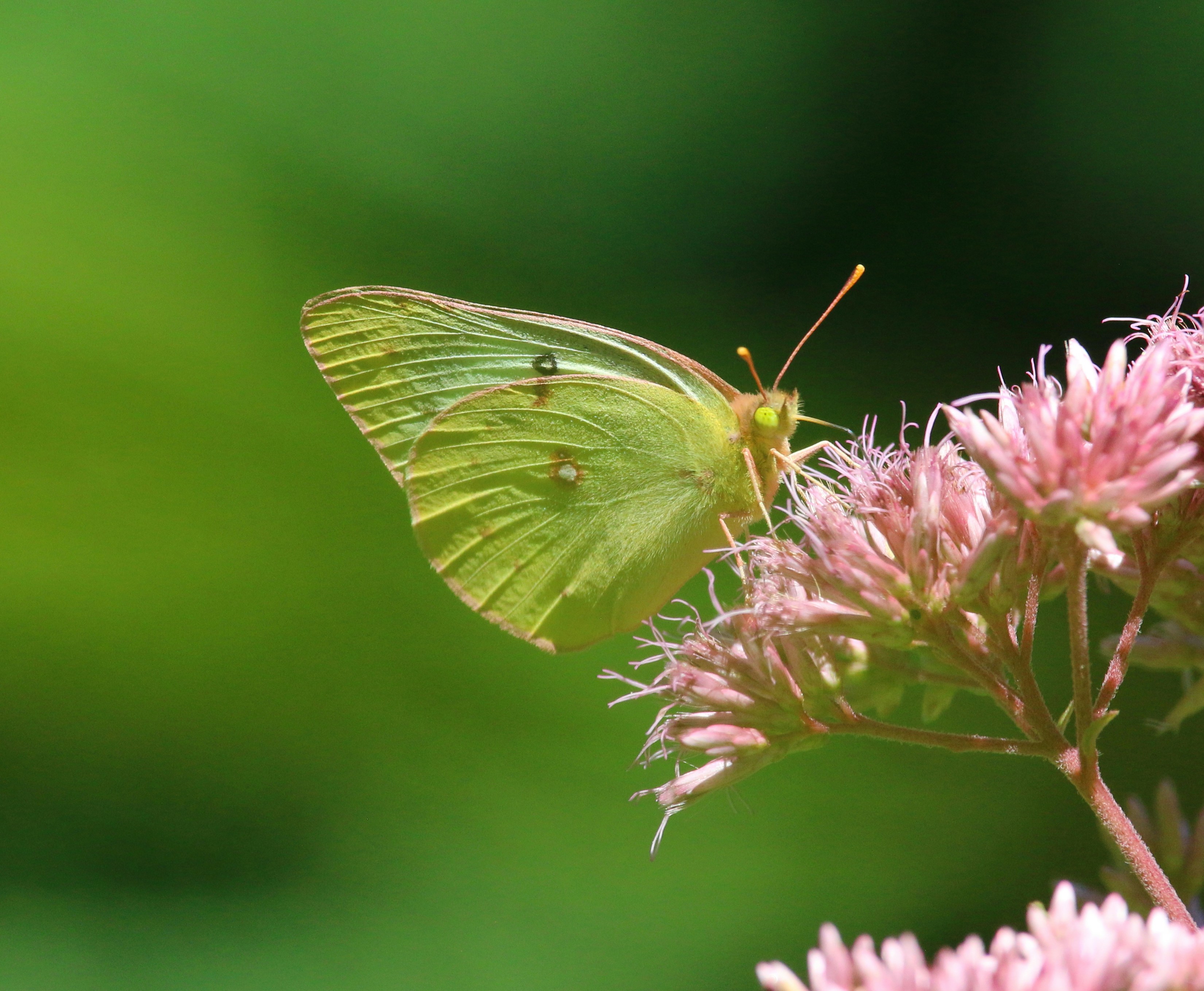 Photo by goldenplover31