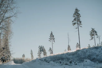 A calm winter garden path leading to a cozy office bathed in soft natural light.