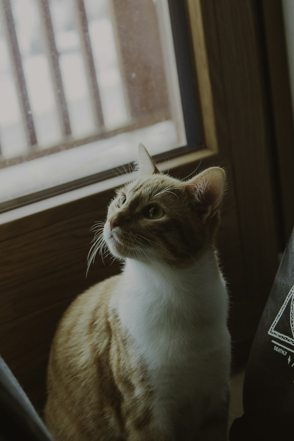 a cat sitting in front of a window