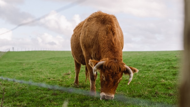 A brown cow is grazing on a lush, green pasture under a partly cloudy sky. The cow's horns are prominently visible, and the scene is captured through a barbed wire fence in the foreground.