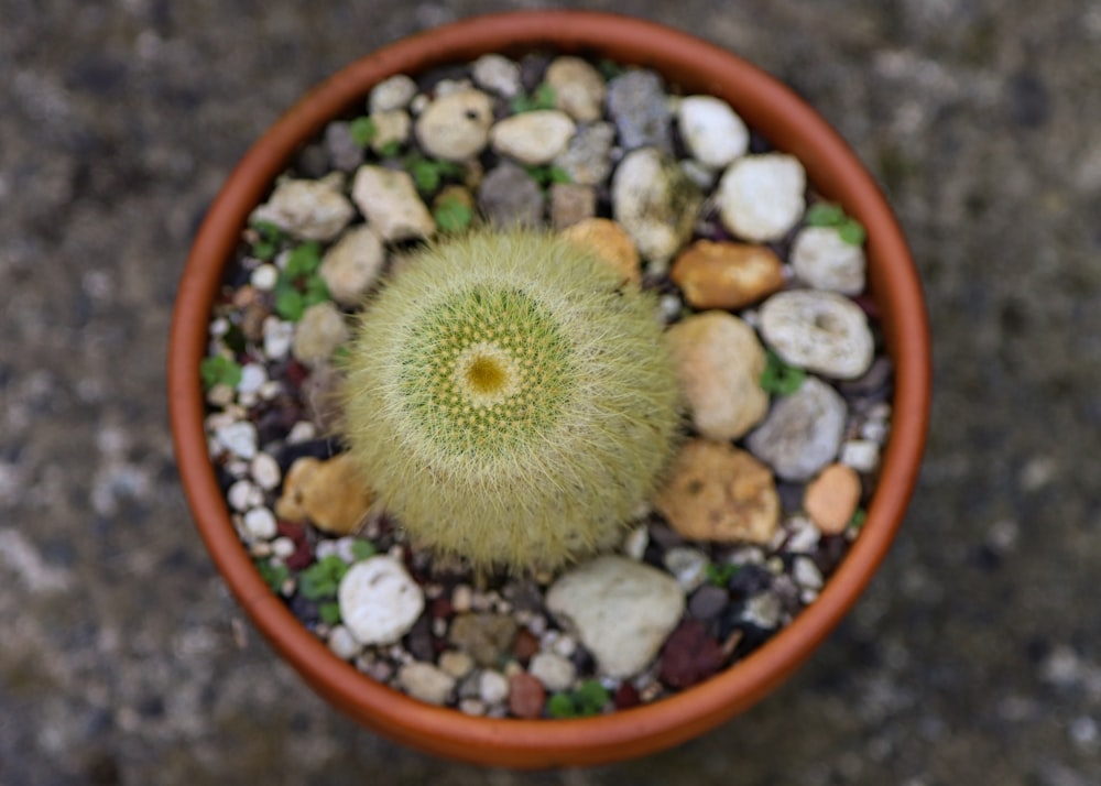 a small potted plant with rocks and gravel