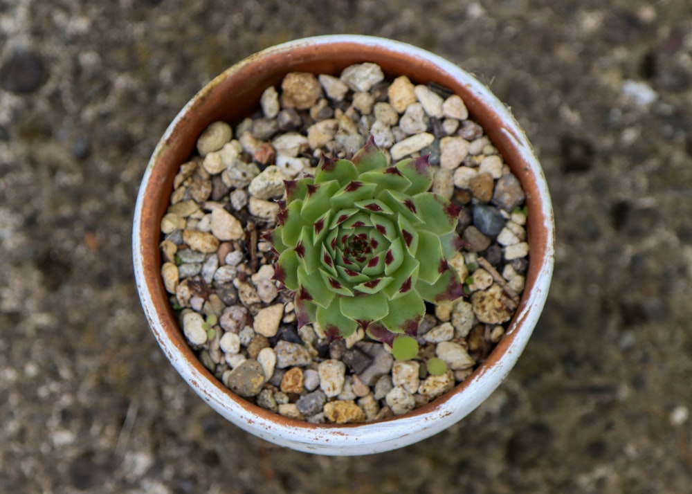 a small succulent in a brown and white pot