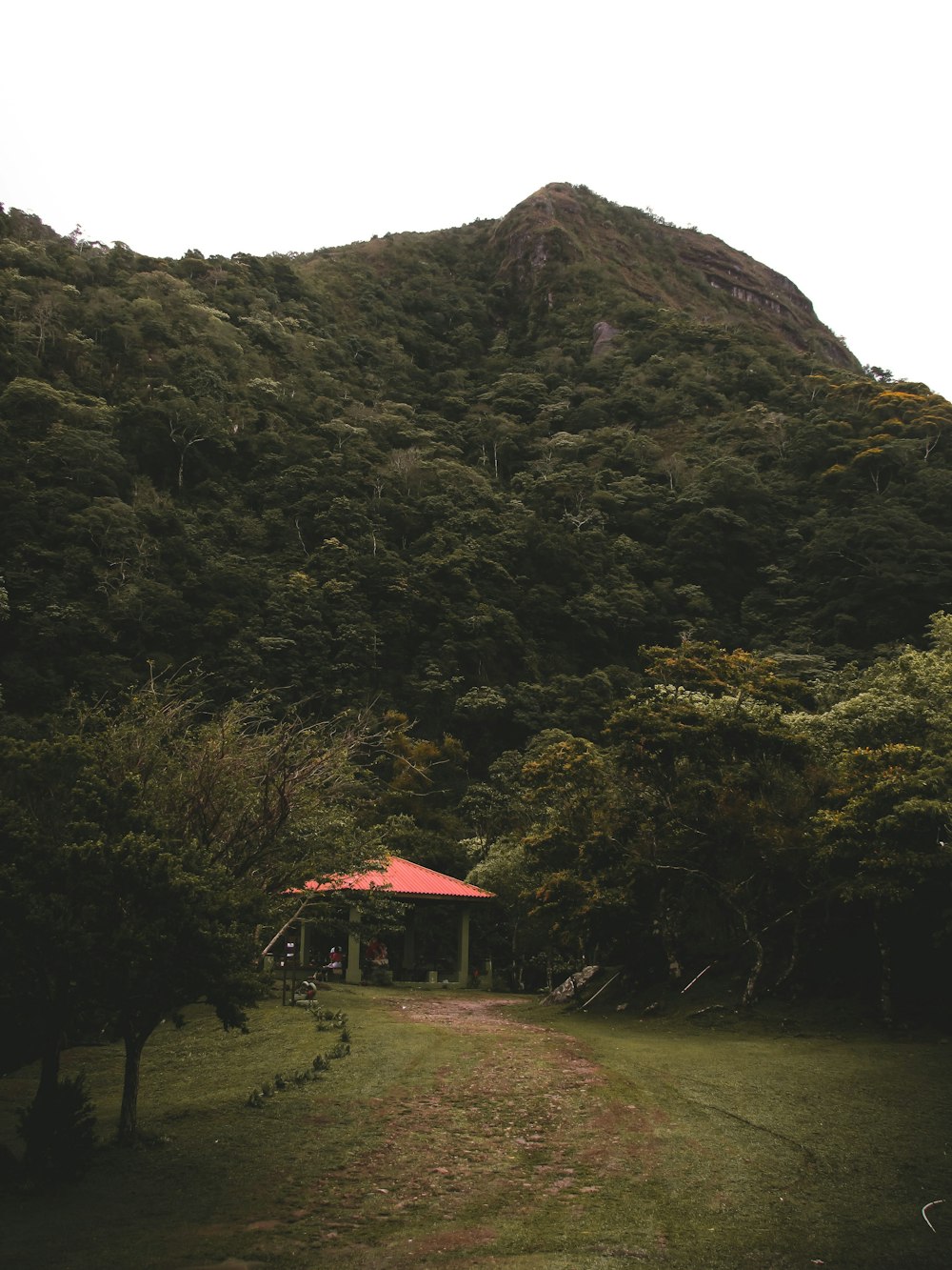 a gazebo sitting in the middle of a lush green forest