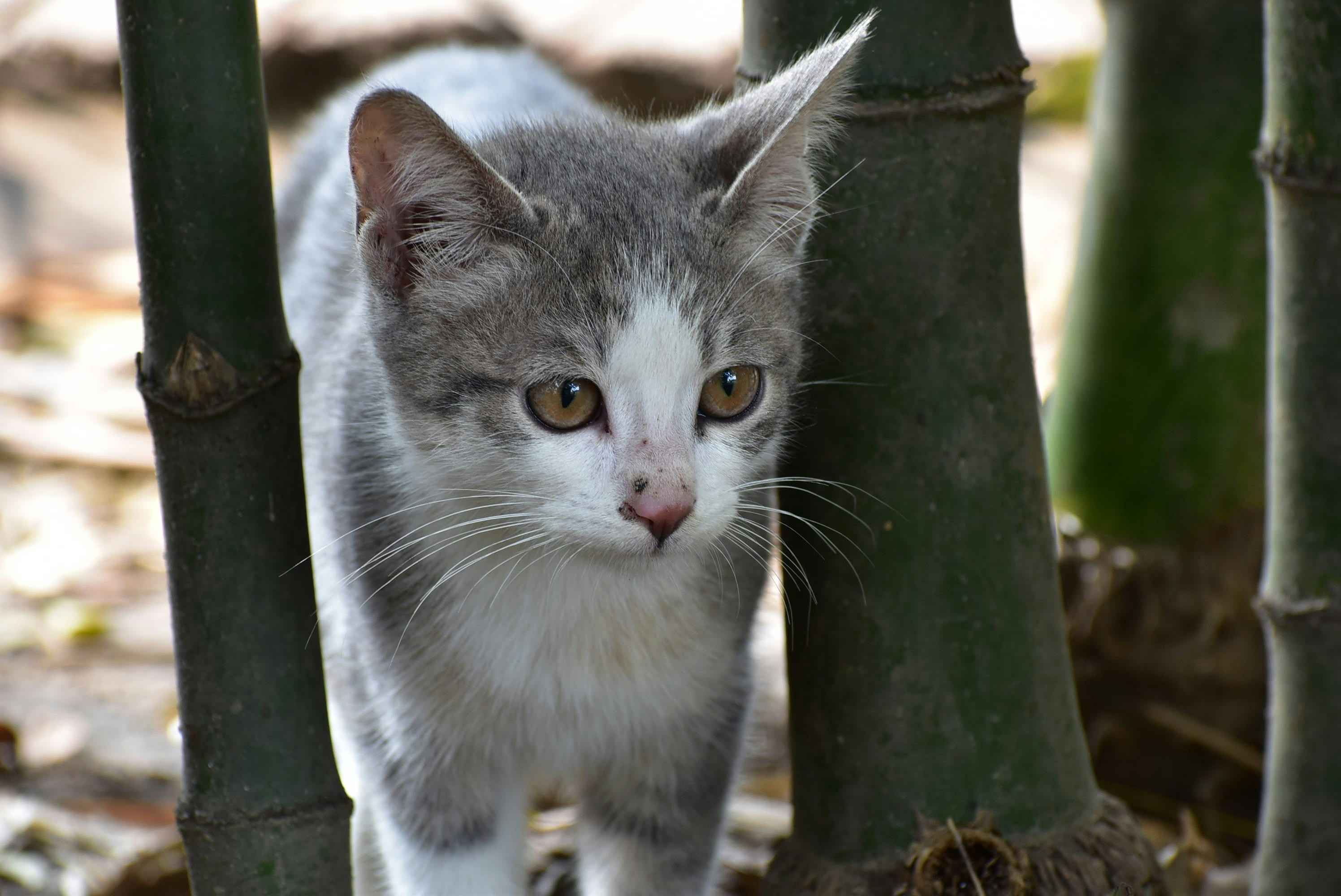 Photo by unsplashajit_99