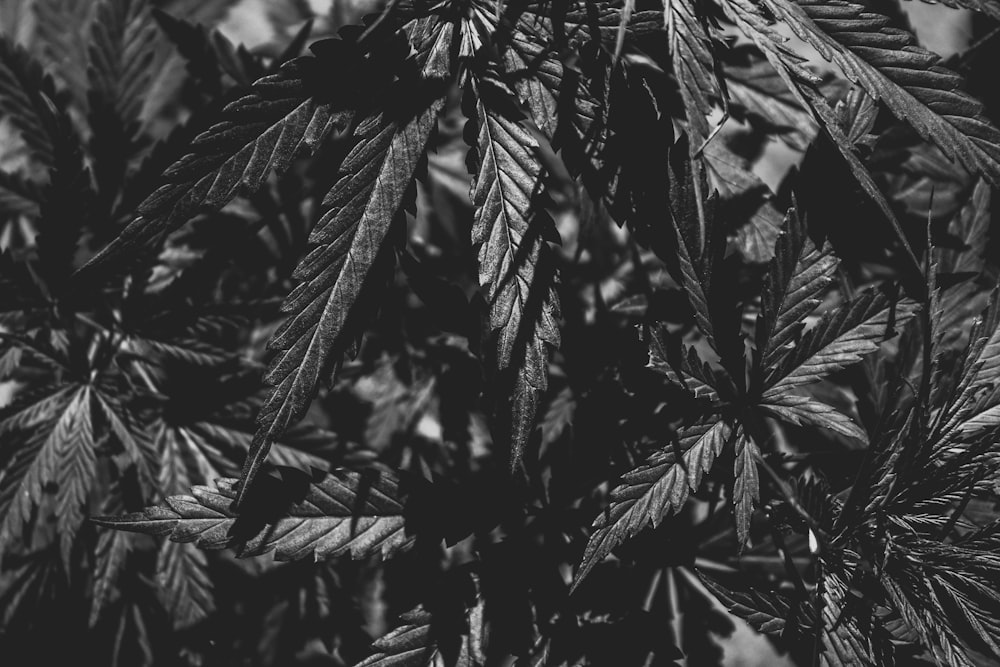 a black and white photo of a tree