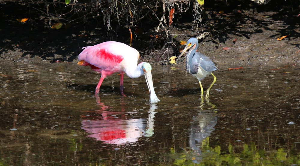 a couple of birds that are standing in the water