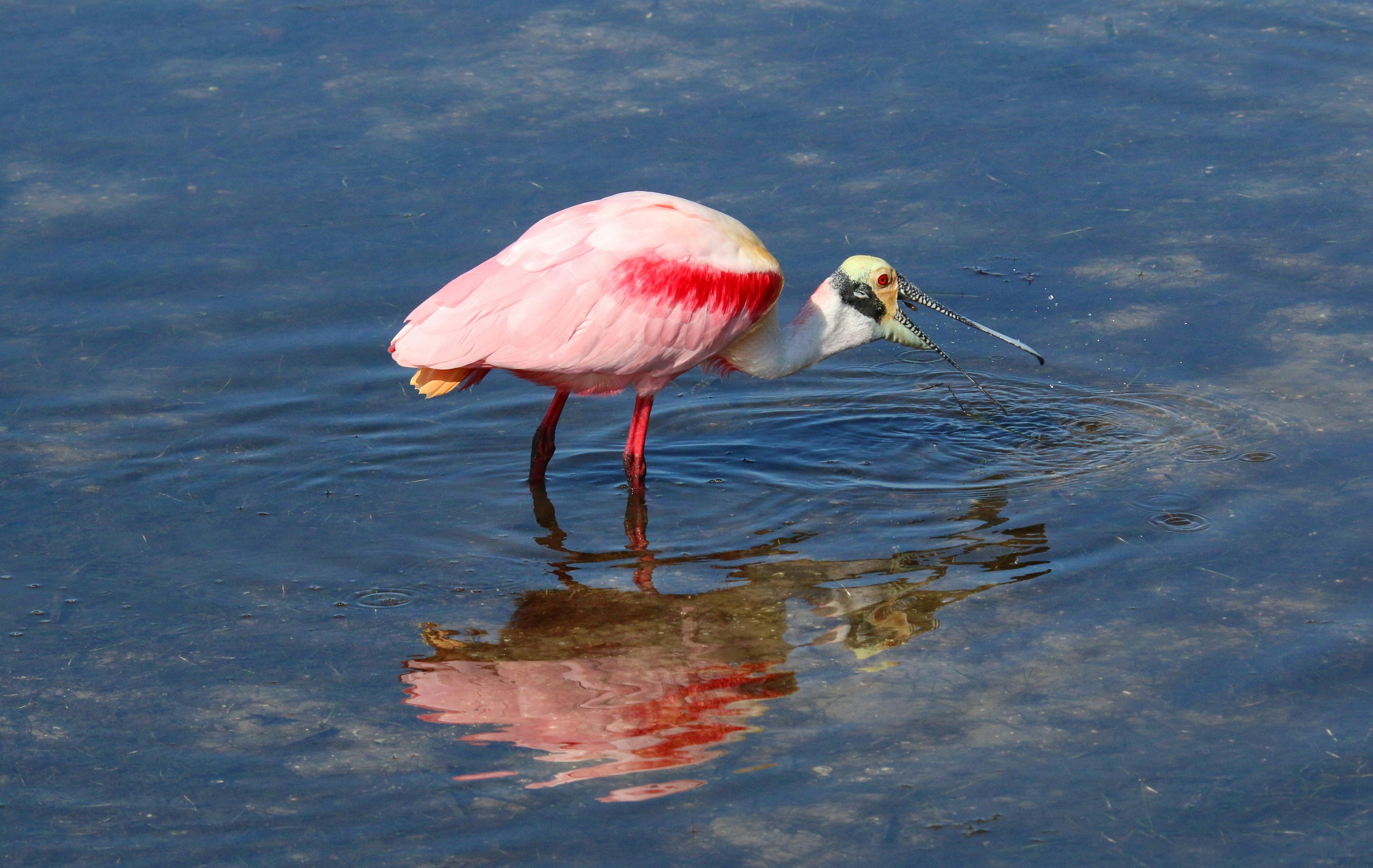 Photo by goldenplover31