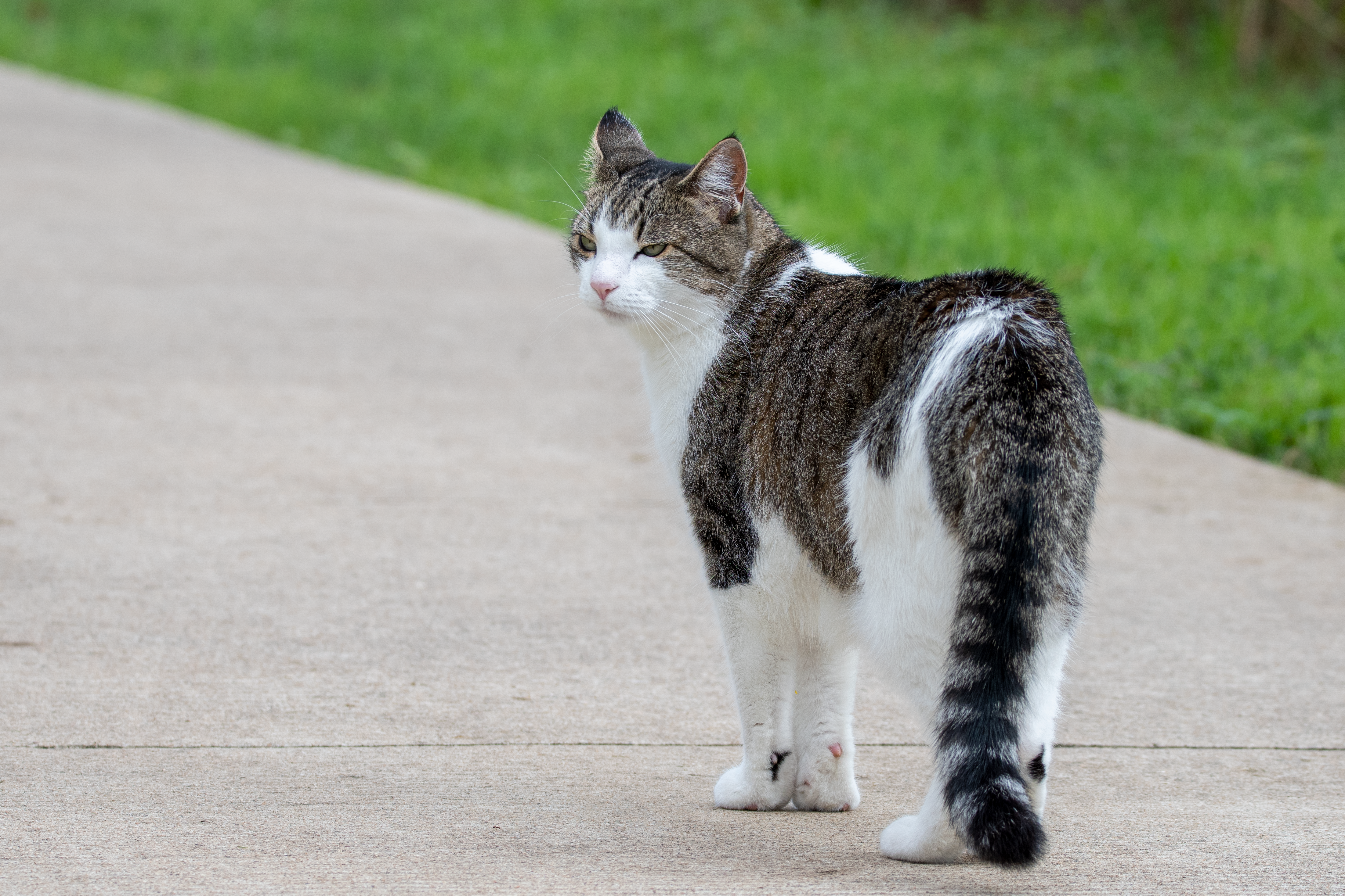 A gray and white cat walking down a sidewalk photo – Free Animal Image ...