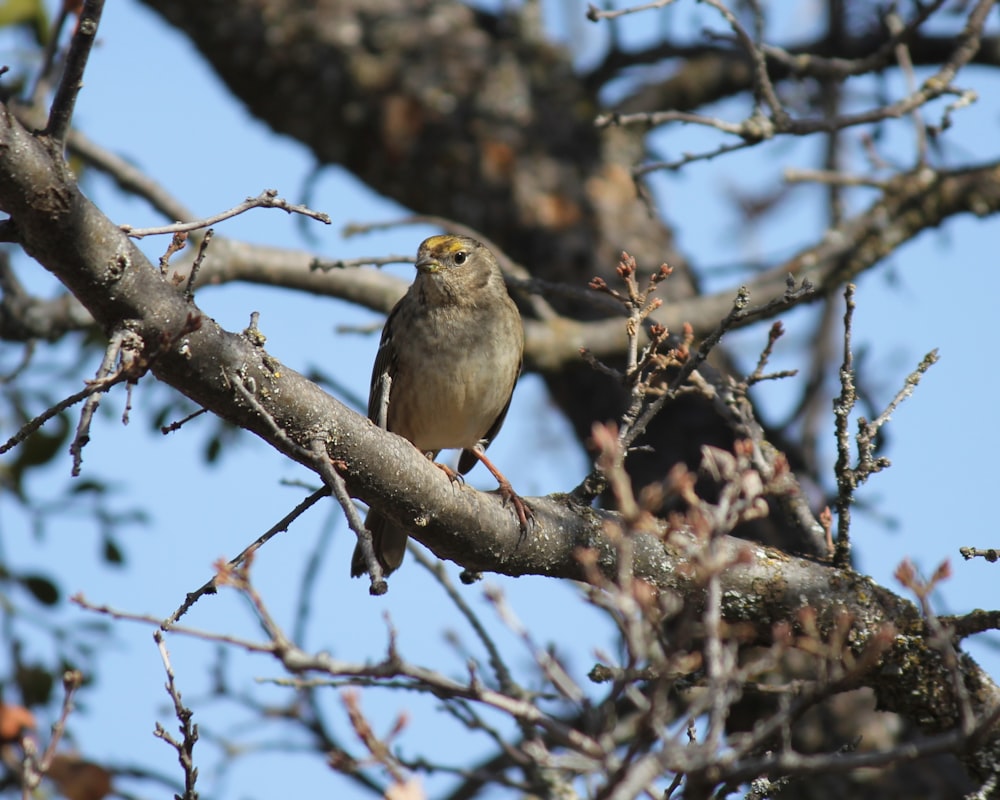 a bird perched on a branch of a tree