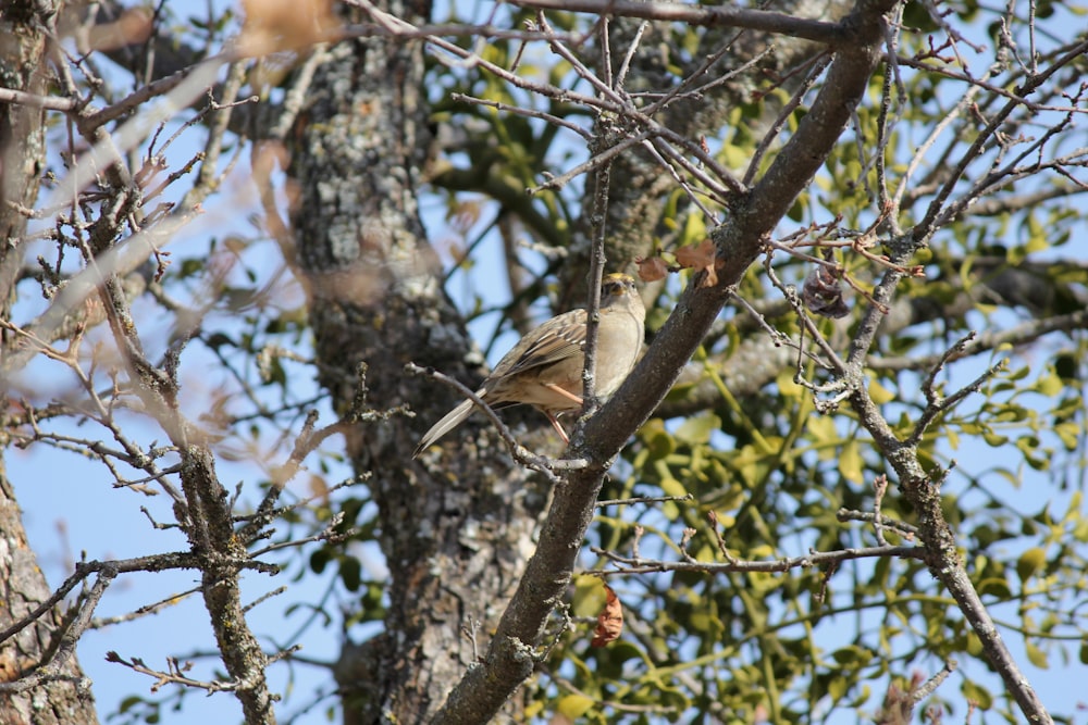 a bird perched on a branch of a tree