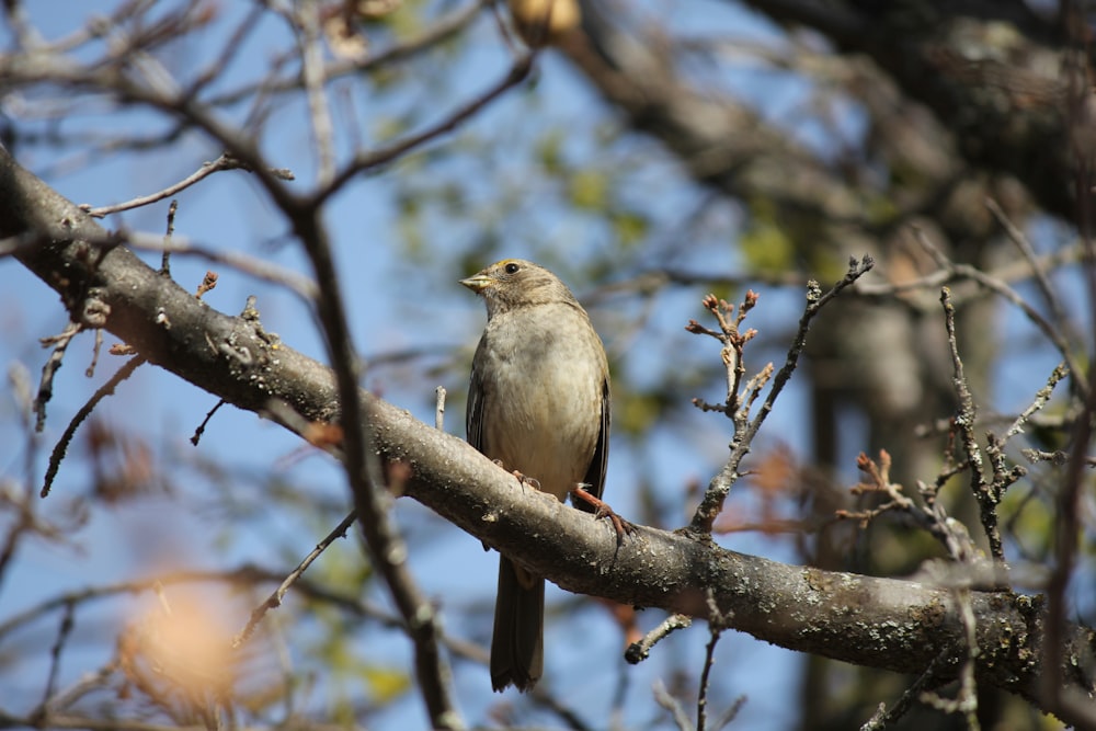 a bird sitting on a branch of a tree