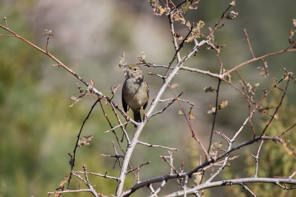 a small bird perched on a tree branch