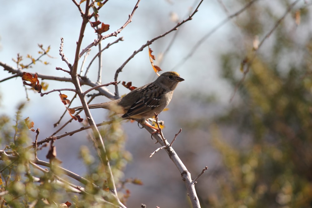 a small bird perched on a branch of a tree