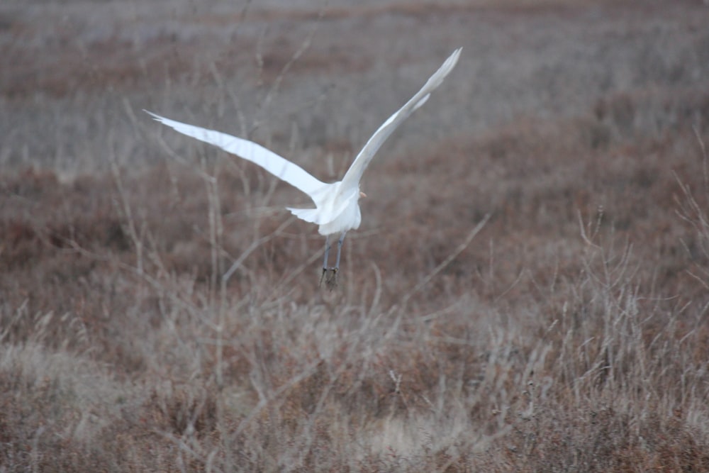Un uccello bianco che vola sopra un campo di erba secca
