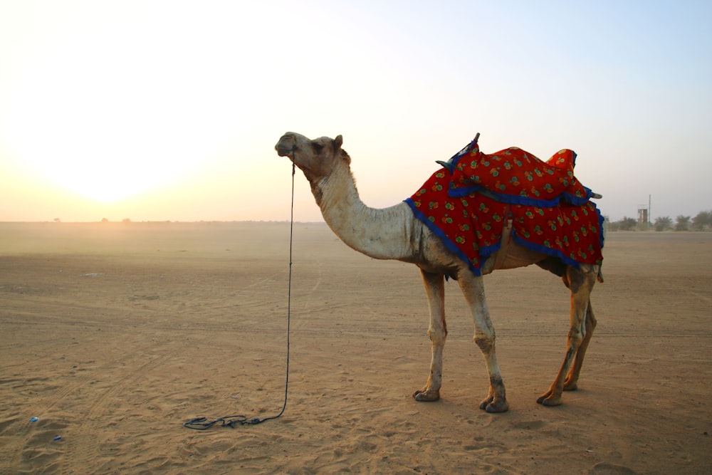 a camel standing in the middle of a desert