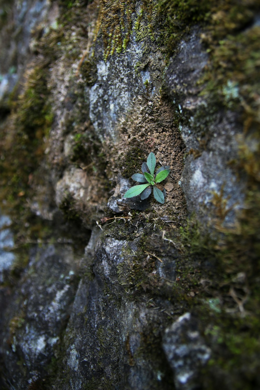 a small plant growing out of a crack in a rock