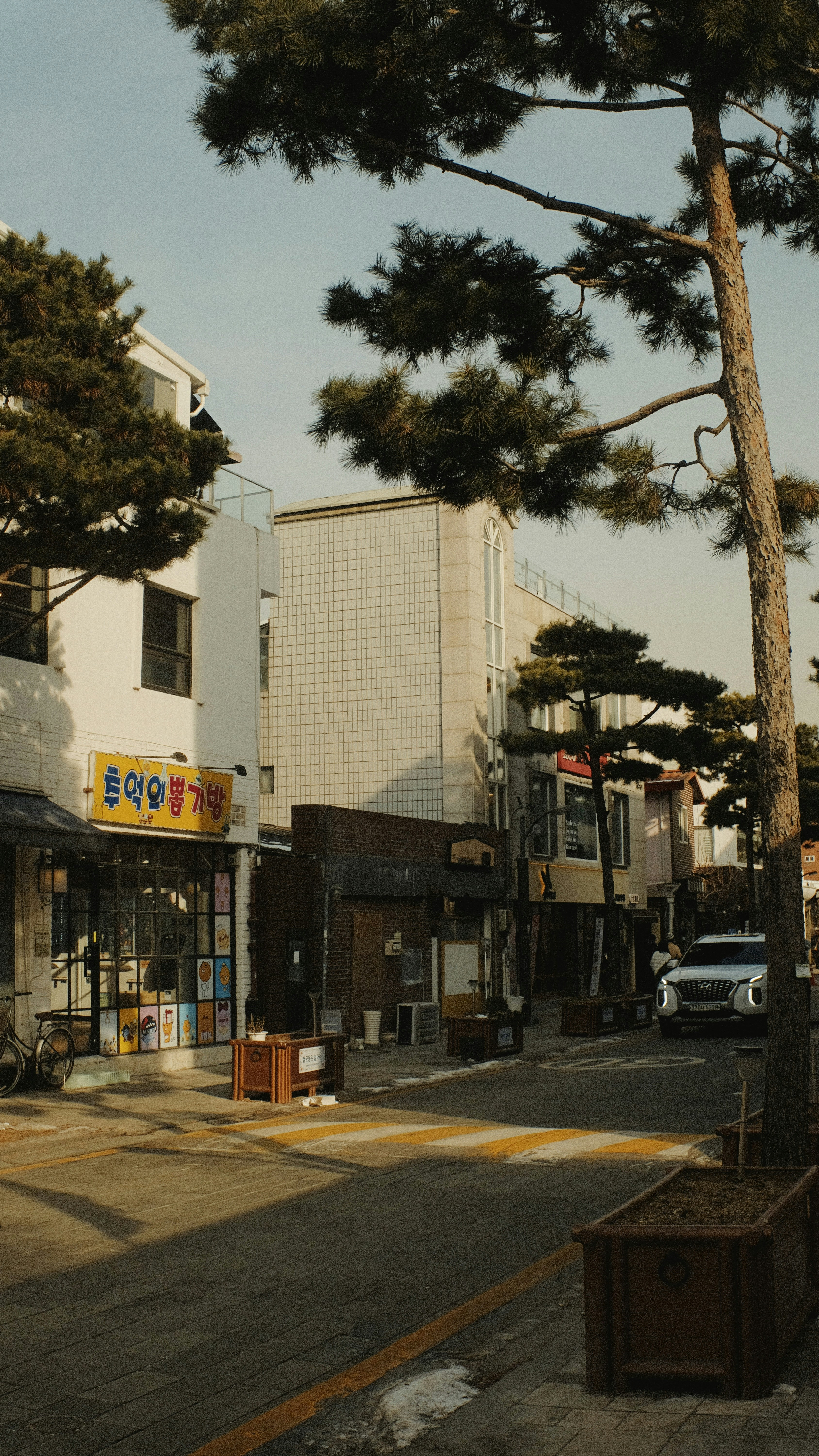 una esquina de la calle con un árbol alto en primer plano