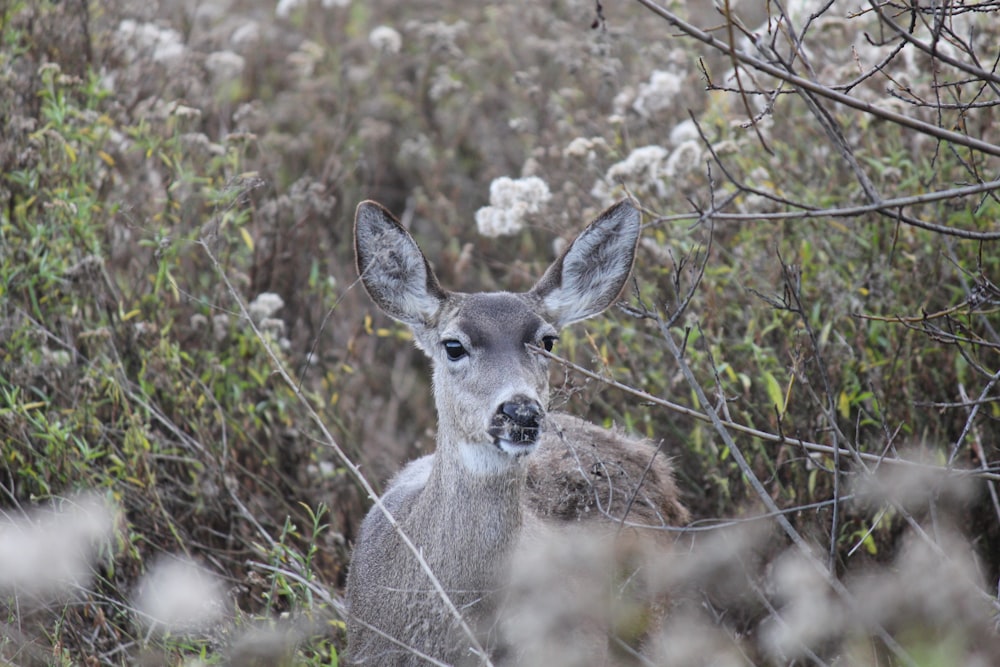 a deer that is standing in the grass