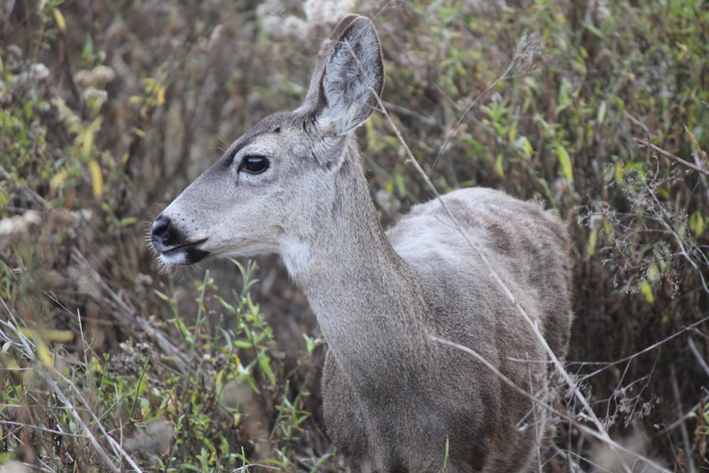 a deer standing in a field of tall grass