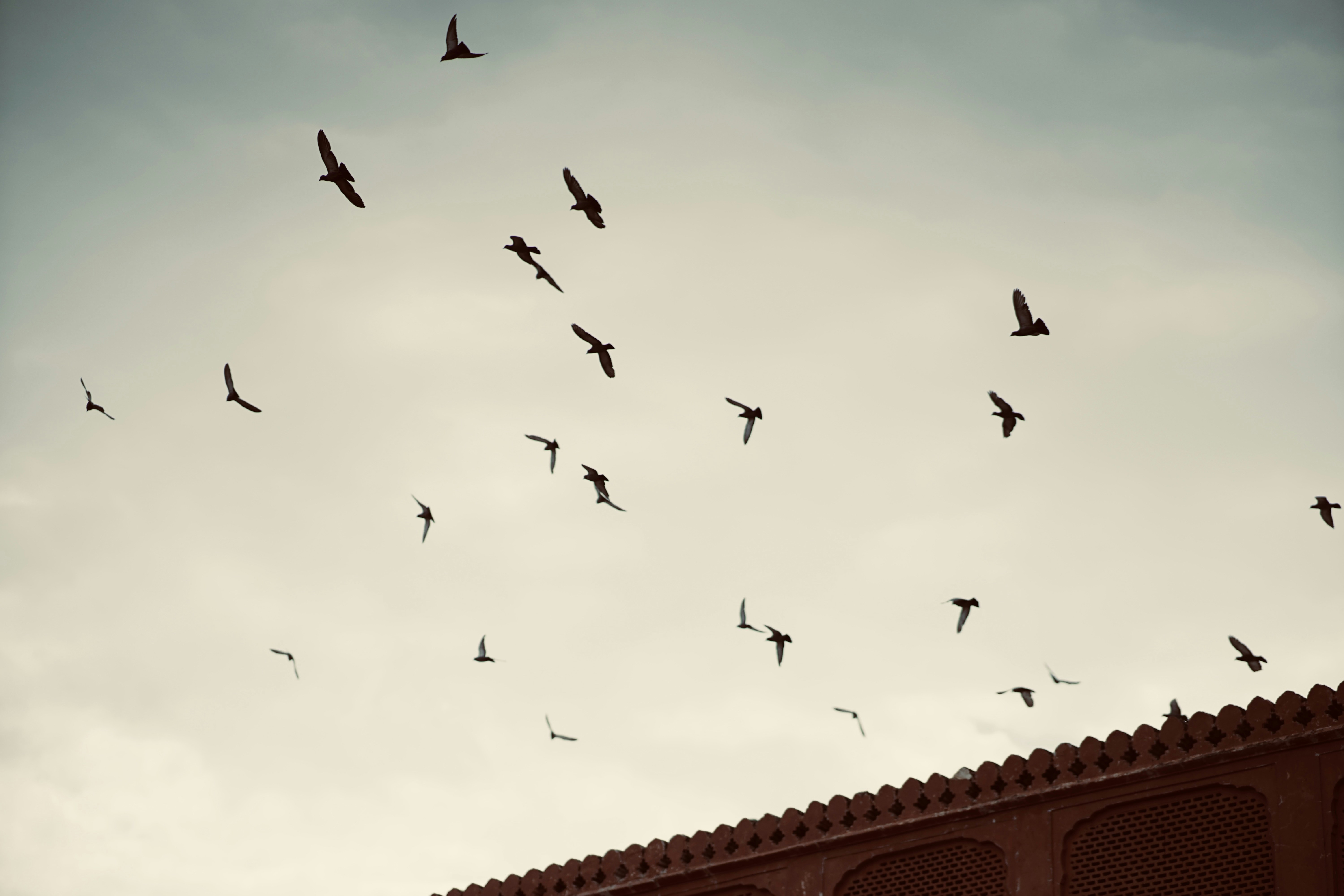 a flock of birds flying over a building
