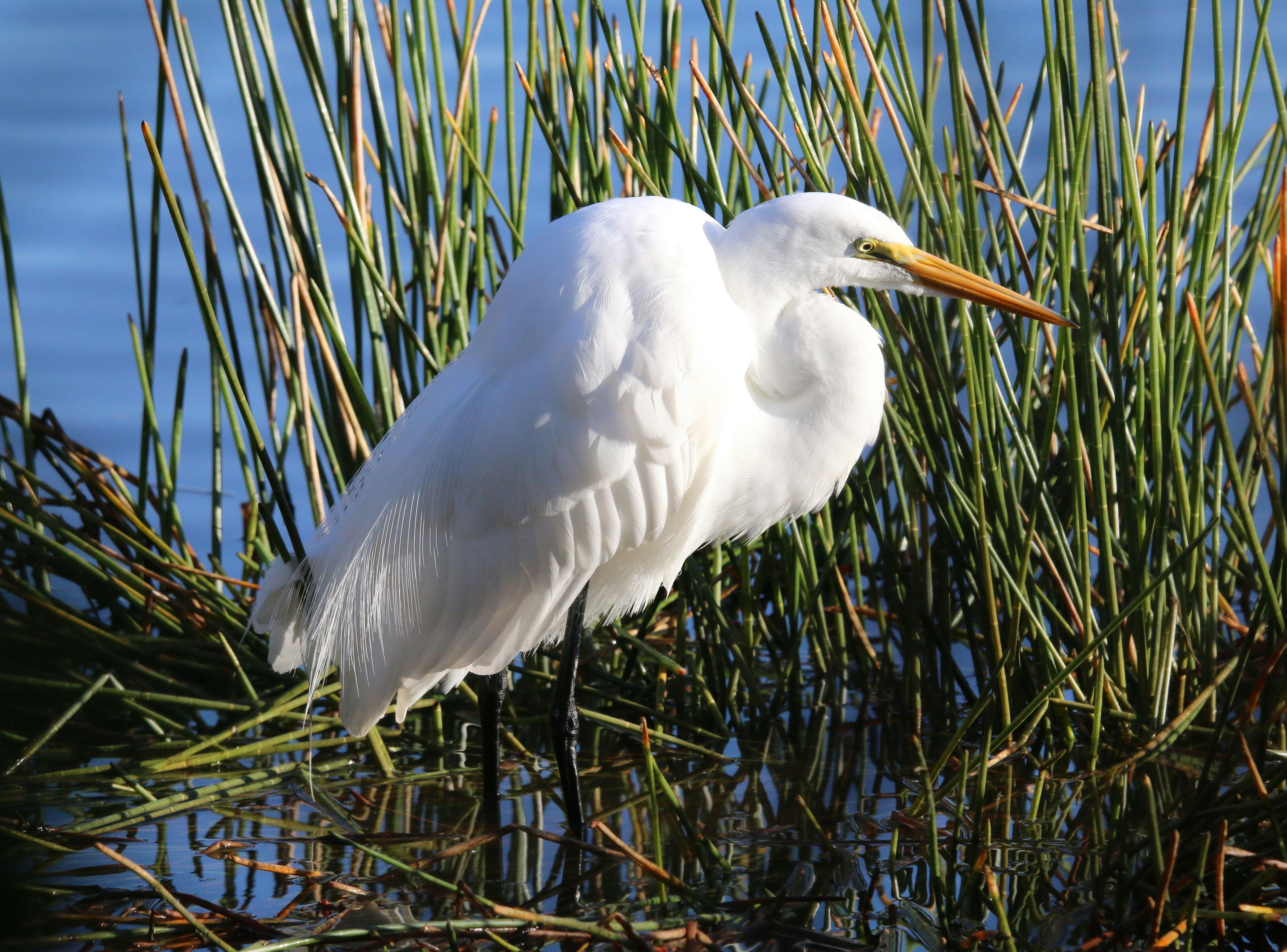 Photo by goldenplover31