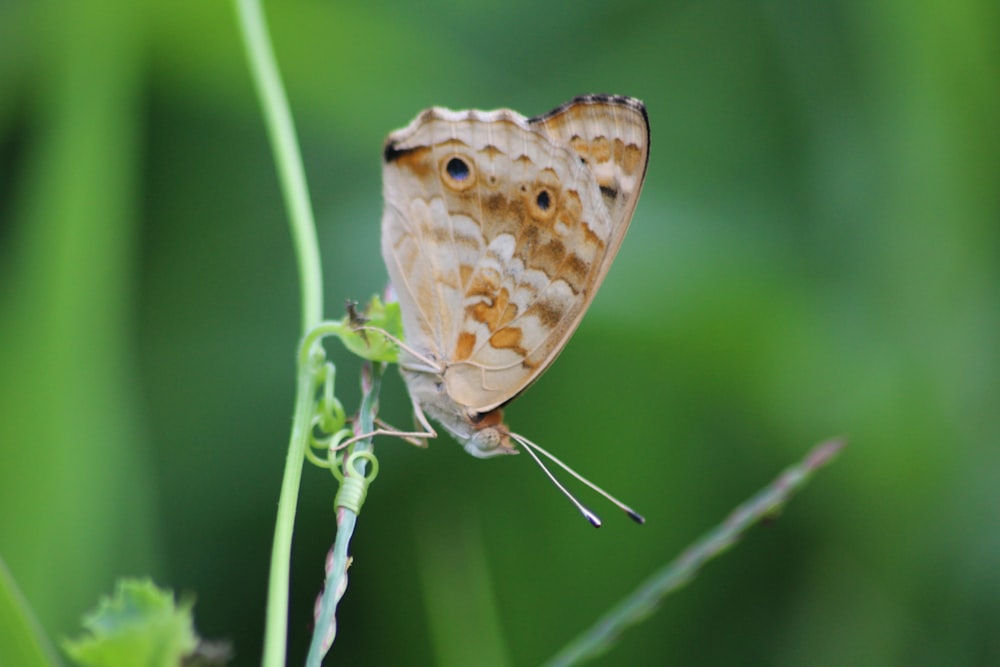 a brown and white butterfly sitting on top of a green plant