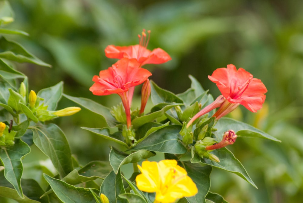 a group of red and yellow flowers with green leaves