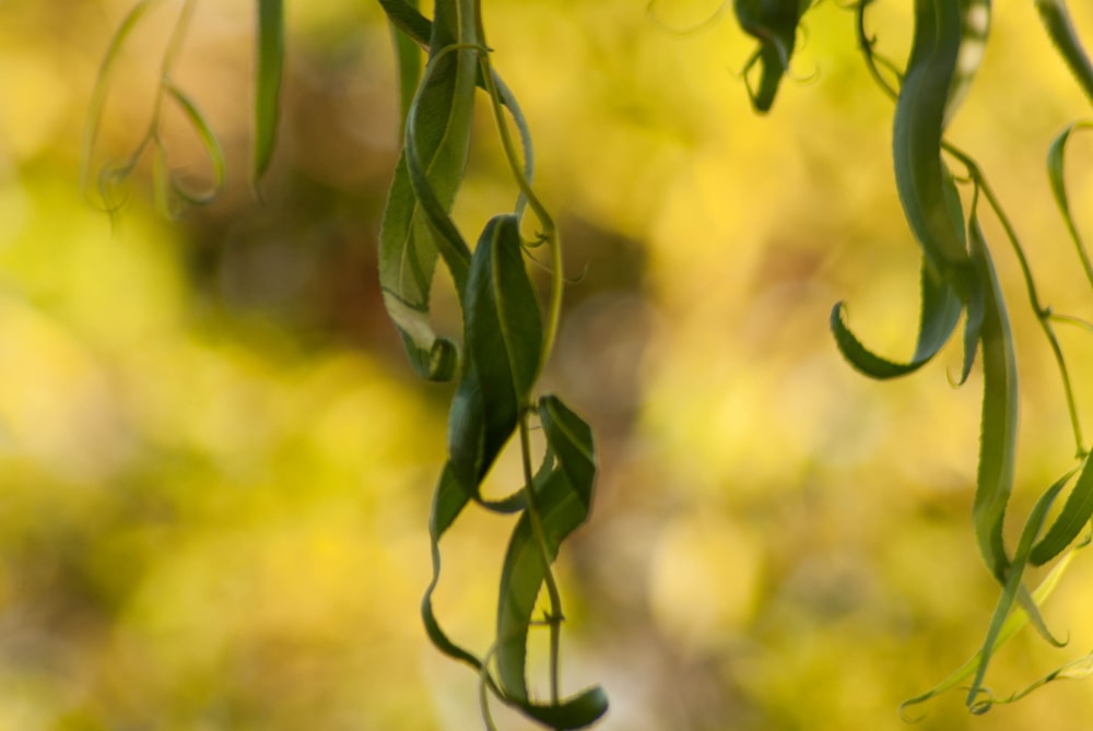 a close up of a green plant with leaves