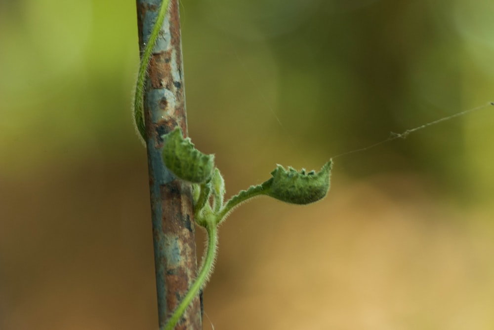 a close up of a plant on a branch