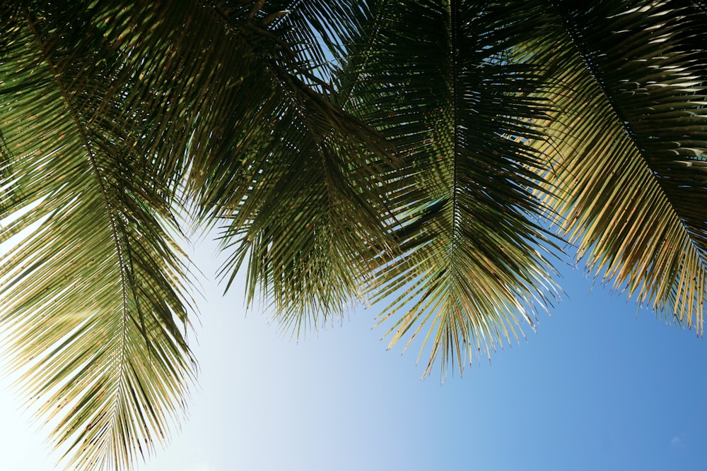 a close up of a palm tree with a blue sky in the background