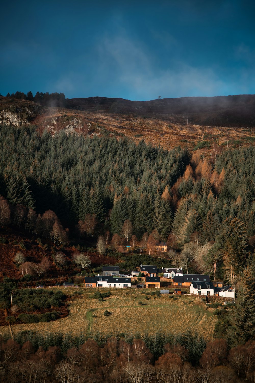 a house in the middle of a forest