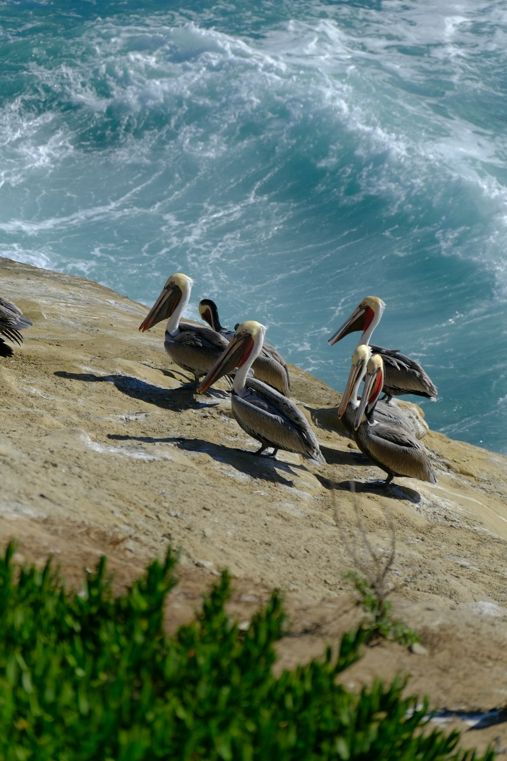 a group of pelicans sitting on a beach next to the ocean
