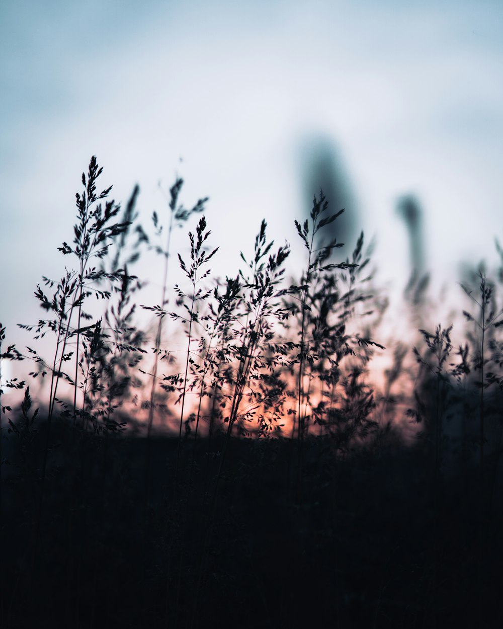 Une photo floue du soleil couchant derrière les arbres