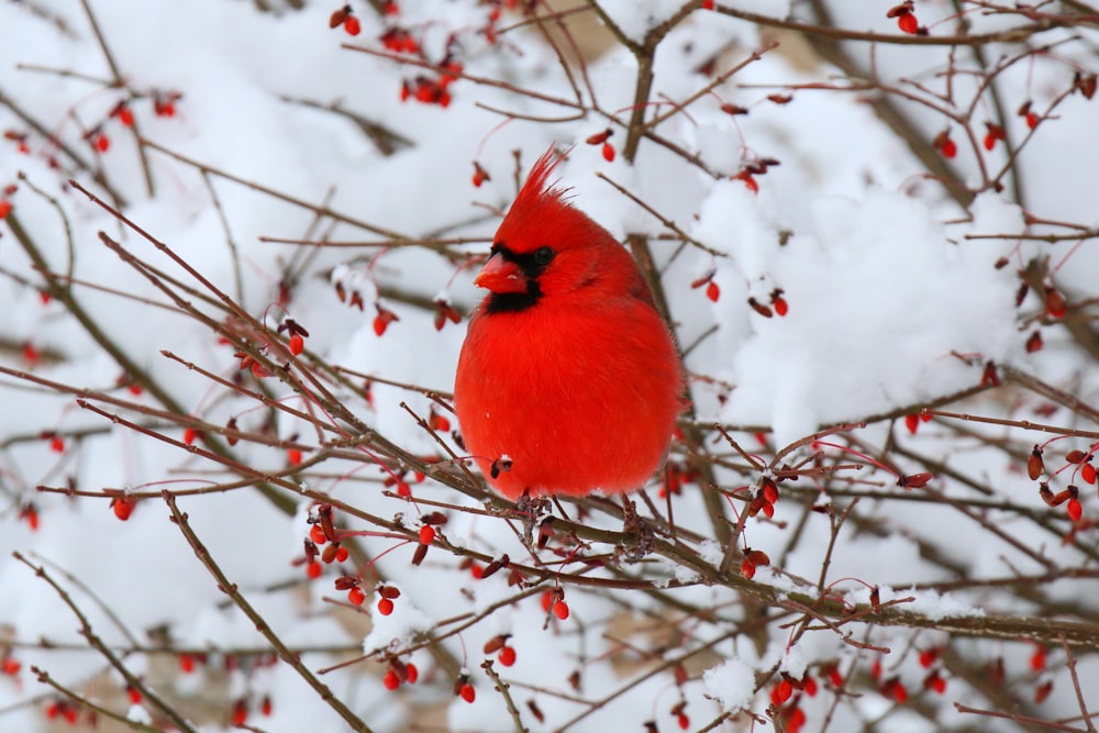 a red bird sitting on top of a tree filled with berries