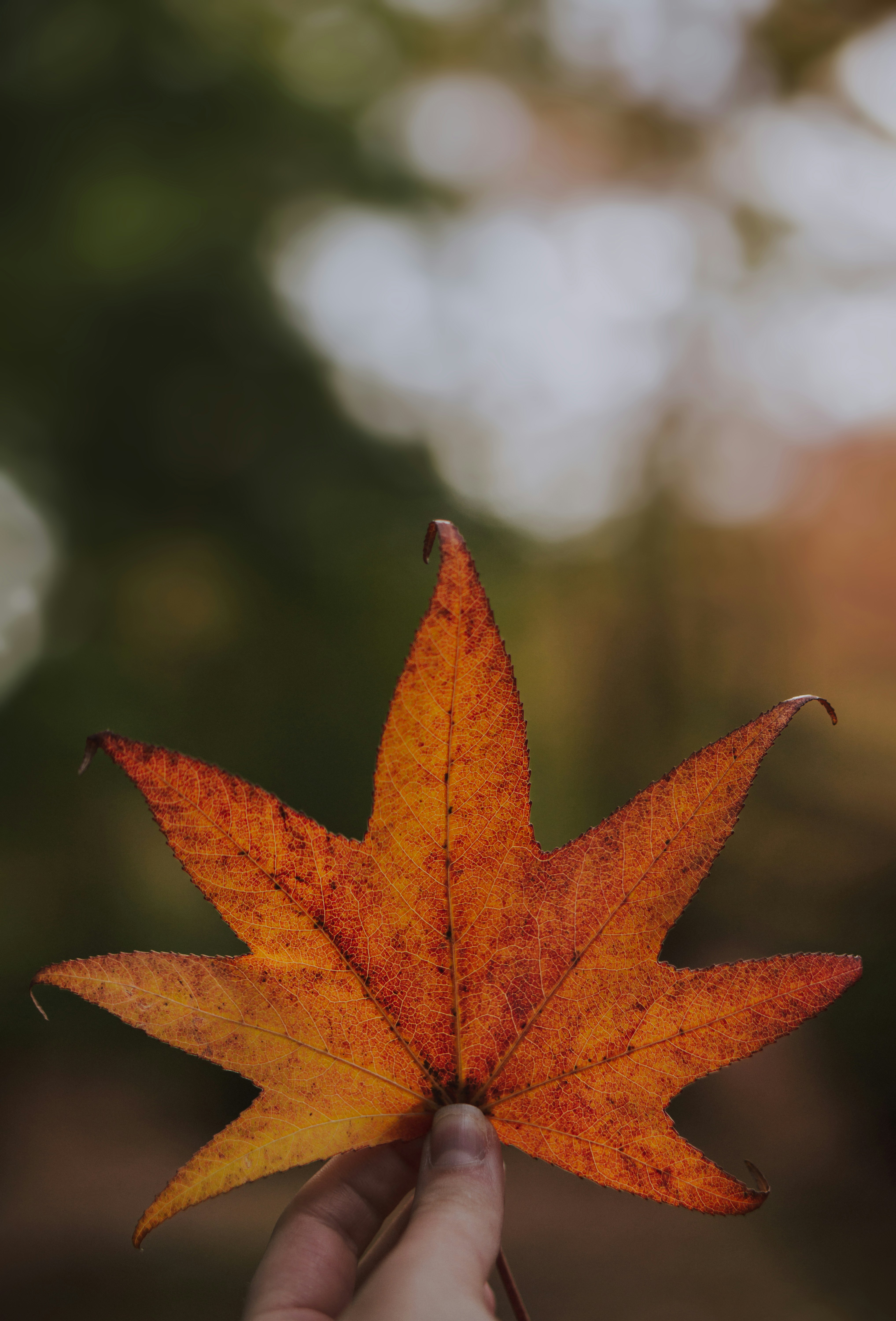 a person holding a leaf in their hand