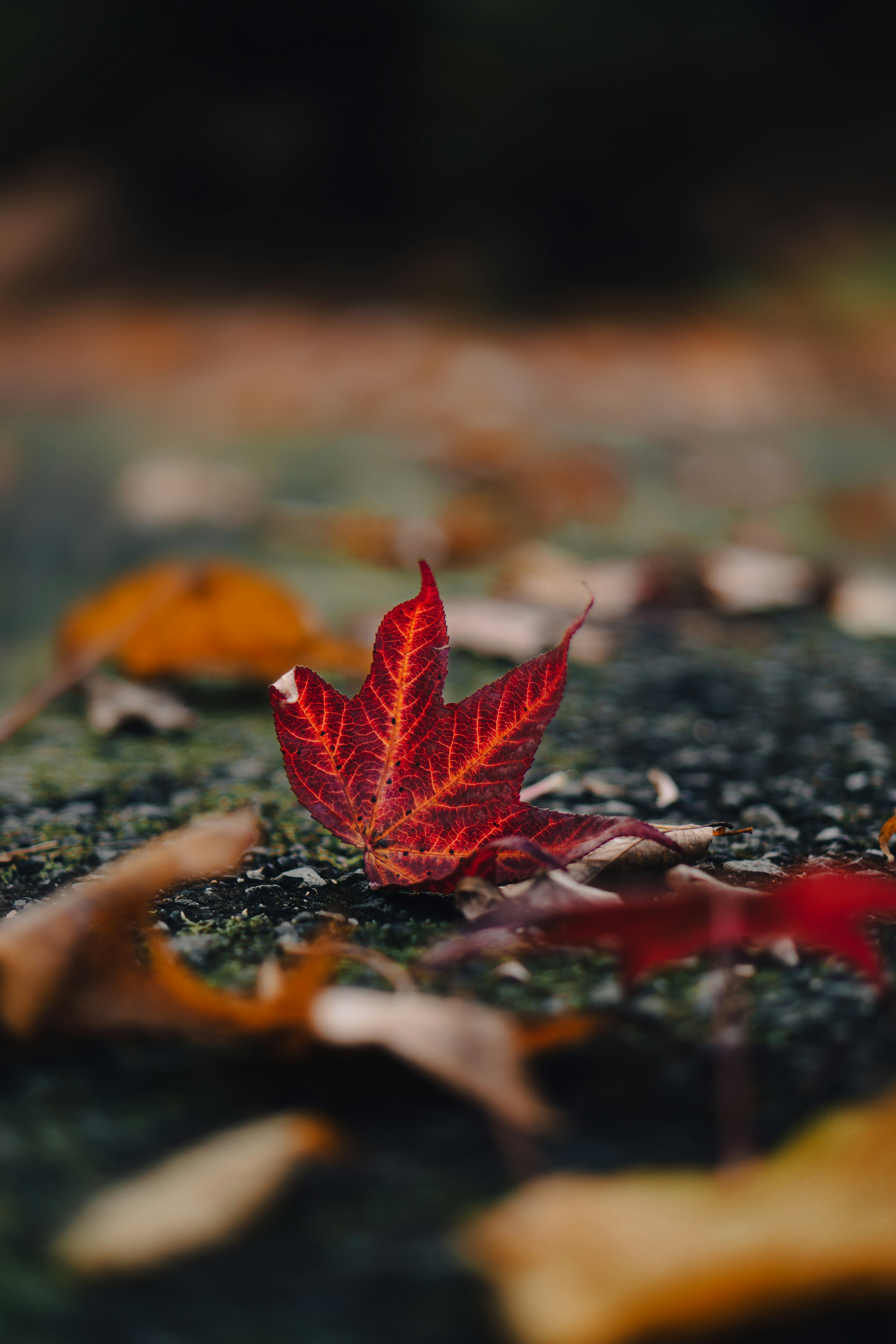 Photo by dianainjapan