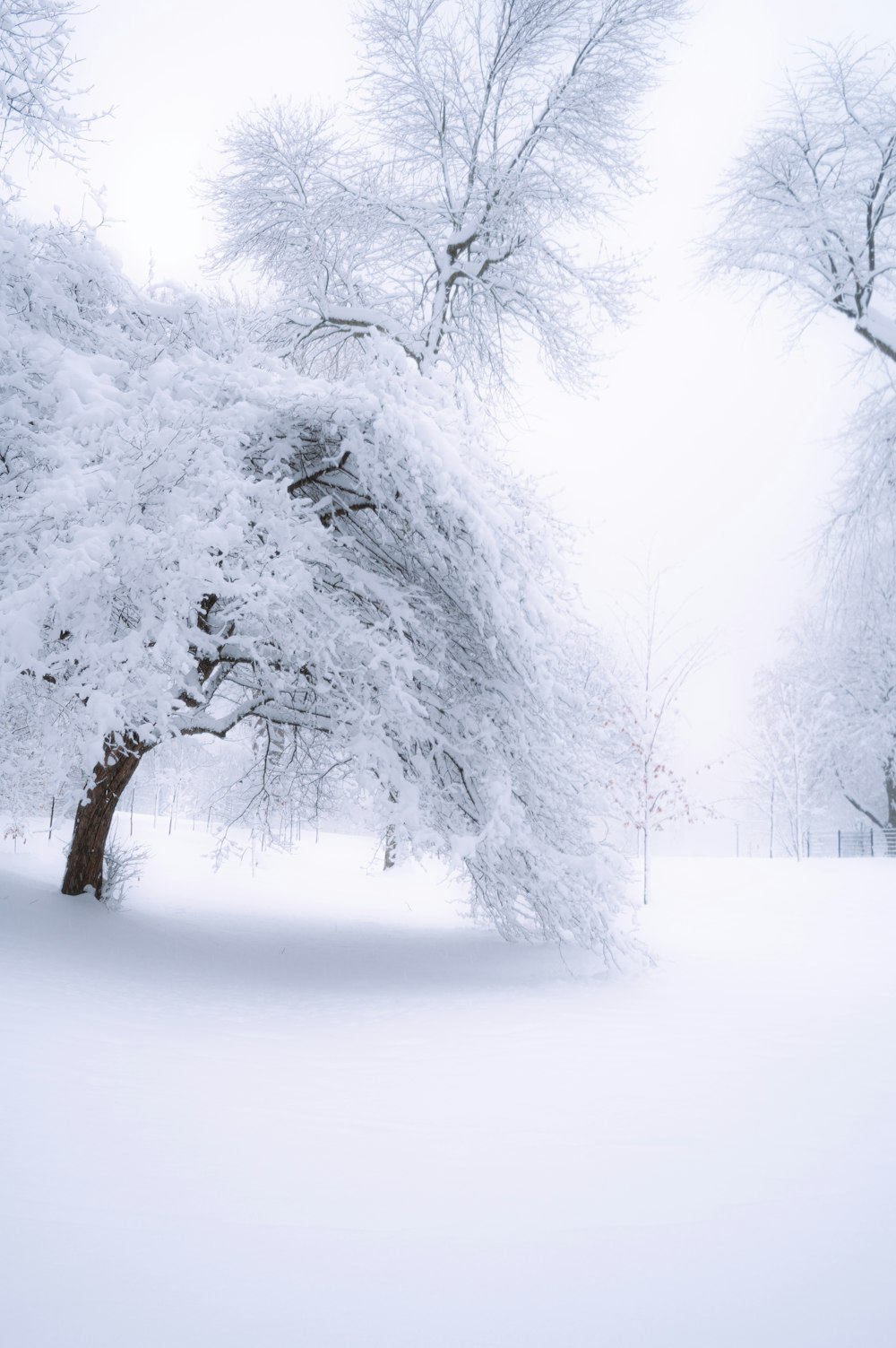 a snow covered tree in the middle of a field